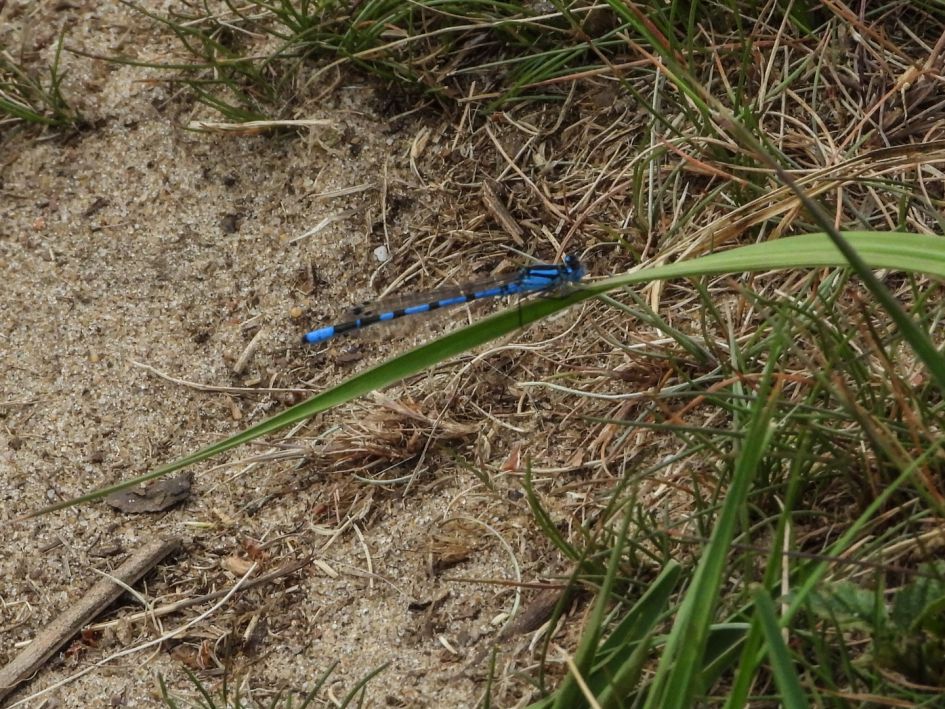 Welke waterjuffer is dit